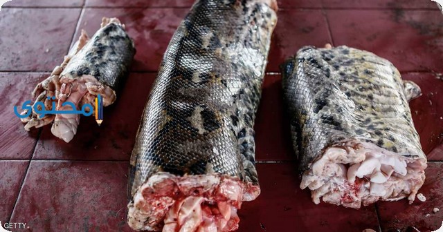 تفسير رؤية أكل لحم الثعبان في المنام النيئ والمطبوخ