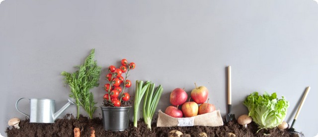 ما هي فائدة زرع الخضروات في المنزل ؟