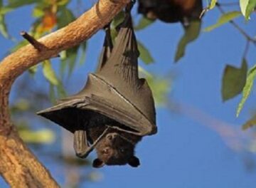 هل الوطواط هو الخفاش