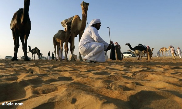 الشغار وش يرجع