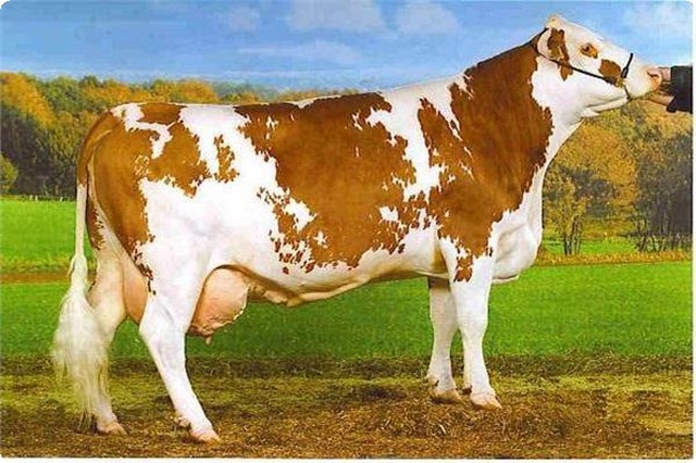 أنواع الأبقار في العراق