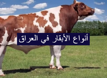 أنواع الأبقار في العراق