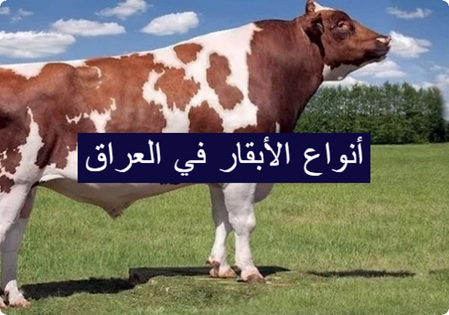 بالصور .. أشهر أنواع الأبقار في العراق