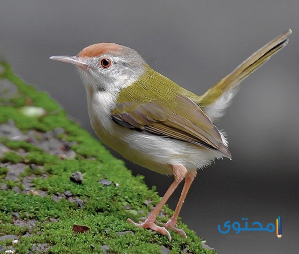 طائر يبدأ بحرف الخاء