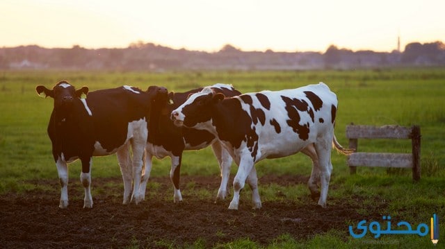 أنواع الأبقار البرية في العالم