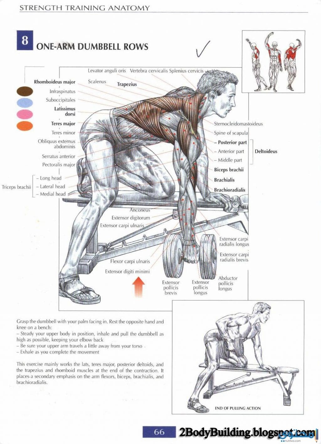 back muscles2 بالصور تمرينات عضلات الظهر في المنزل والجيم