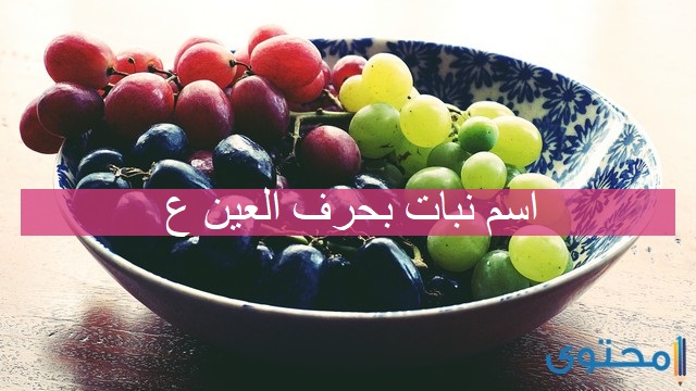 اسم نبات بحرف العين ع (15 بنات بحرف ع)