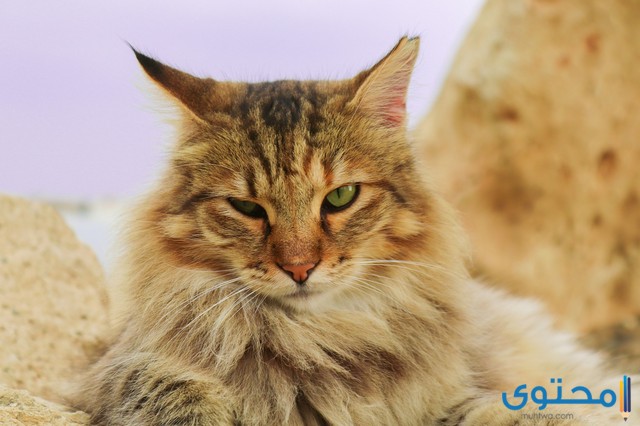 أسماء قطط تركية ومعانيها للذكور والاناث