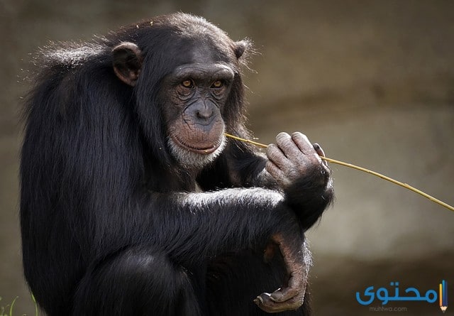 معلومات عن قرد الشمبانزي