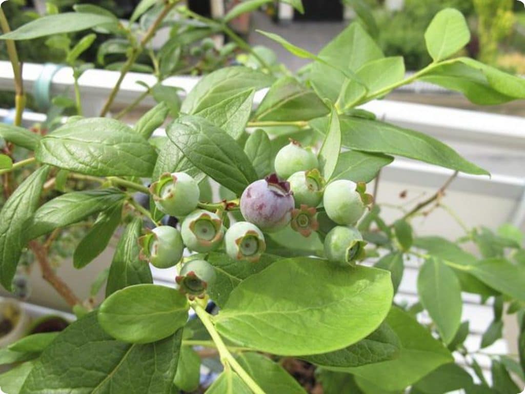 grow in your balcony2 طريقة زراعة الخضار والفاكهة في الغرفة او البلكونة