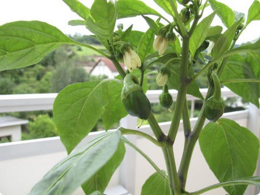 grow in your balcony1