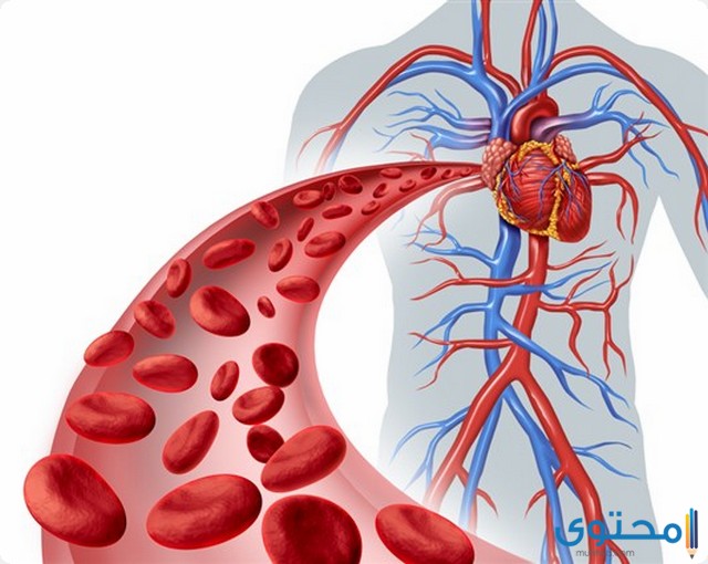 أدوية تنشيط الدورة الدموية