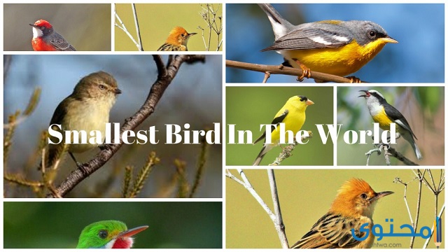 ترتيب أصغر طيور في العالم
