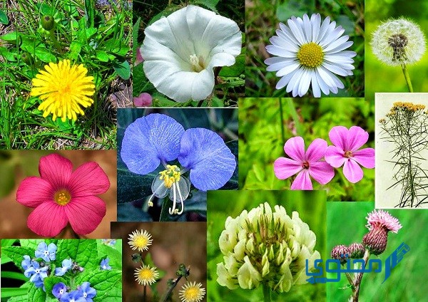 أنواع الزهور ومعانيها وأنواعها بالصور