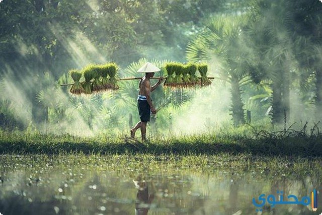 تعبير عن أهمية الفلاح