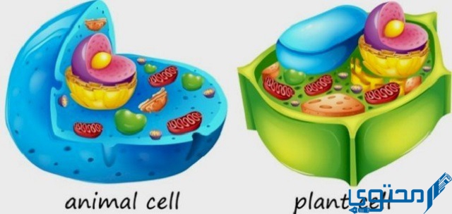 أي من عضيات الخلية تحول طاقة الغذاء إلى شكل آخر؟
