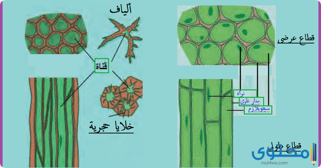 إحياء عن خلايا النبات وأنسجته