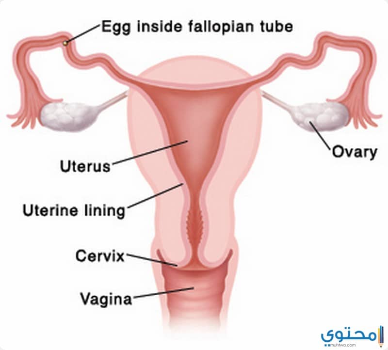  طرق علاج ضعف المبايض بالأعشاب