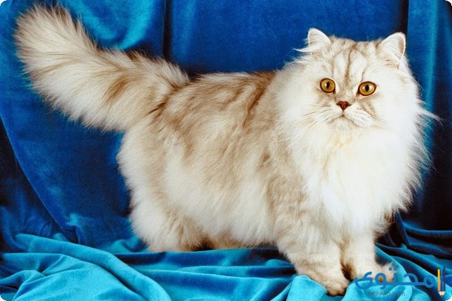 أنواع واشكال القطط الرومي