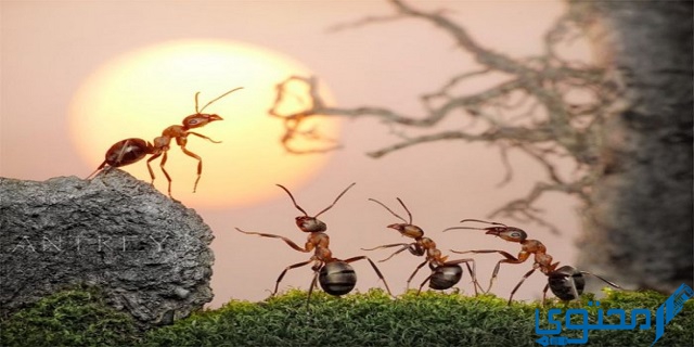 تتميز النملة بأنها ذات تماثل ماذا؟