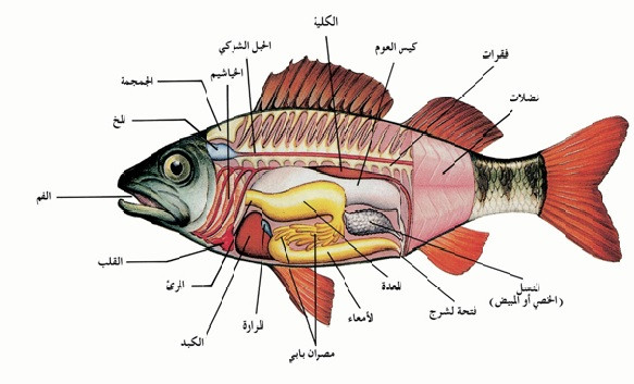 الأسماك والبرمائيات