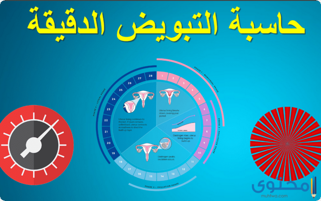 حاسبة التبويض بعد الإجهاض