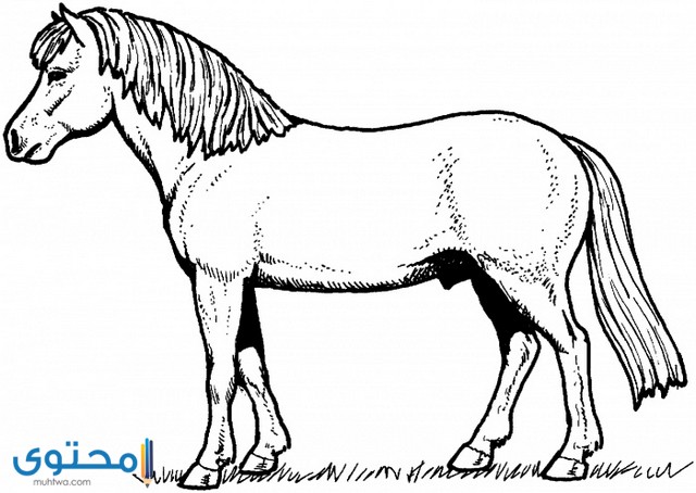 رسومات للتلوين للاطفال حصان 