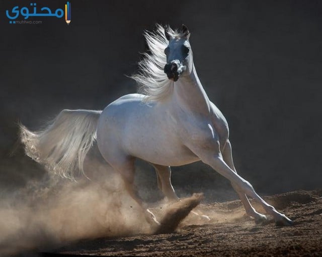 خيل عربي اصيل