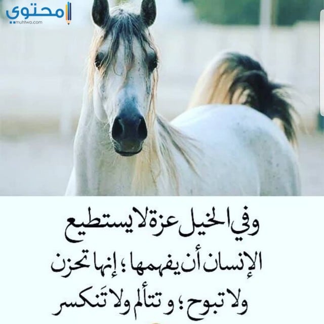 خيول مكتوب عليها