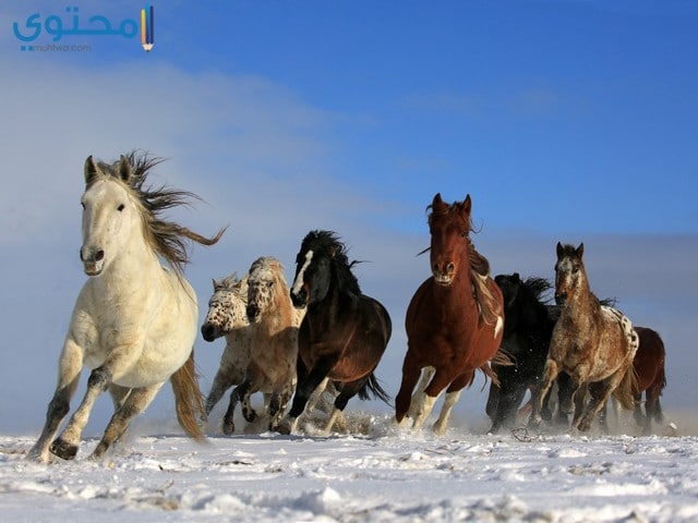 صور حصان جميل باللون الأبيض والأسود 2025 أجمل صور خيول