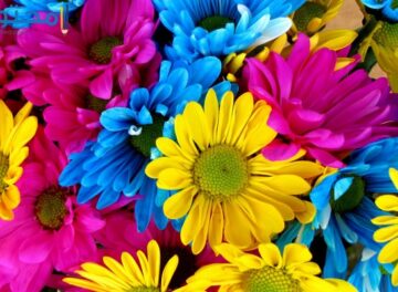 زهور وورود57 خلفيات وصور زهور جميلة 2024 بمختلف الوانها الجذابة