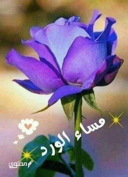 صور مساء الفل والخير جديدة 2025