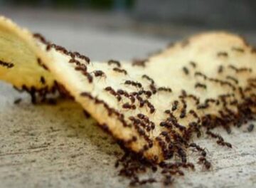 للقضاء على النمل أسباب ظهور النمل في المنزل