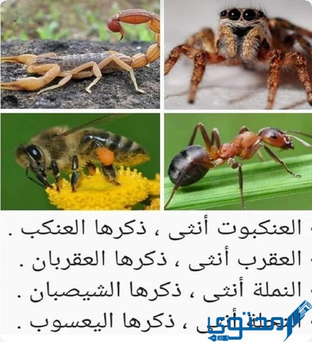 فقرة هل تعلم 