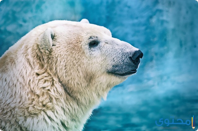 كيف يتكيف الدب القطبي مع بيئته