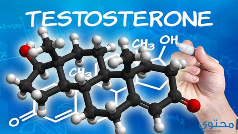 الأطعمة تزيد هرمون التستوستيرون عند الرجال